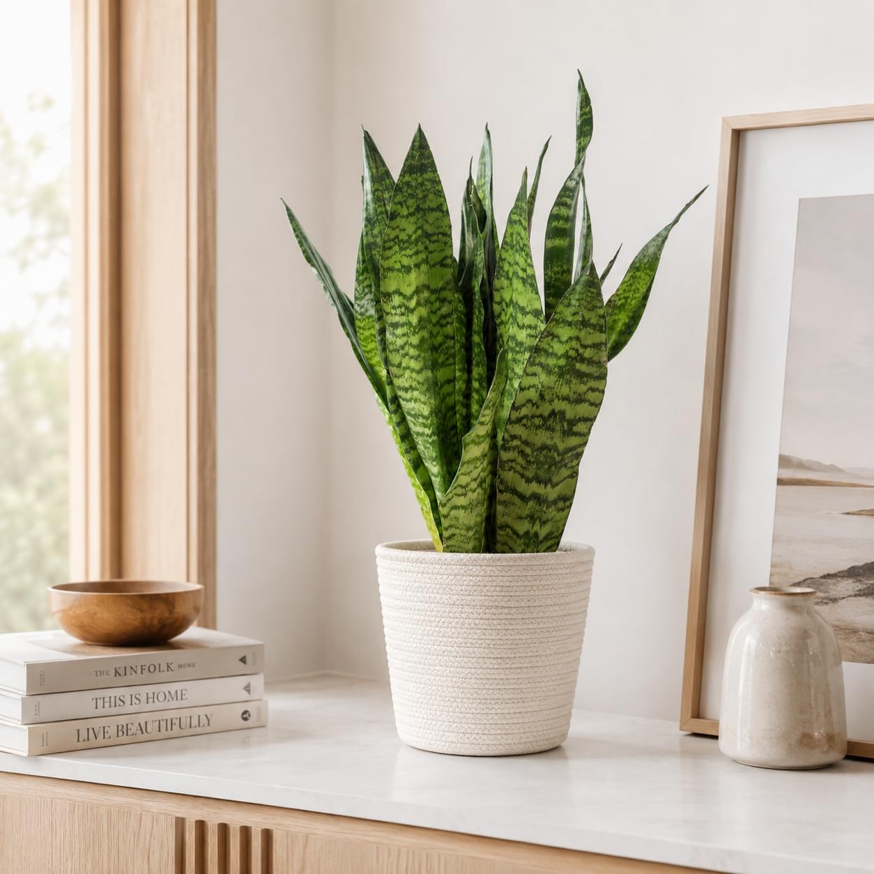 Sansevieria zeylanica Chancelière Hauteur env. 65 cm Diamètre du pot 17 cm