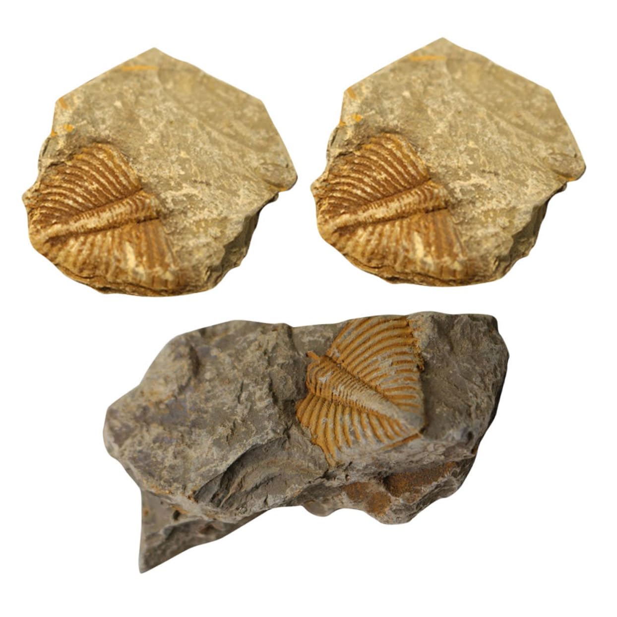 TOPPERFUN Real Trilobite Ornament Set 3pcs Trilobite Tail Specimens Home Decor for Boys and Girls