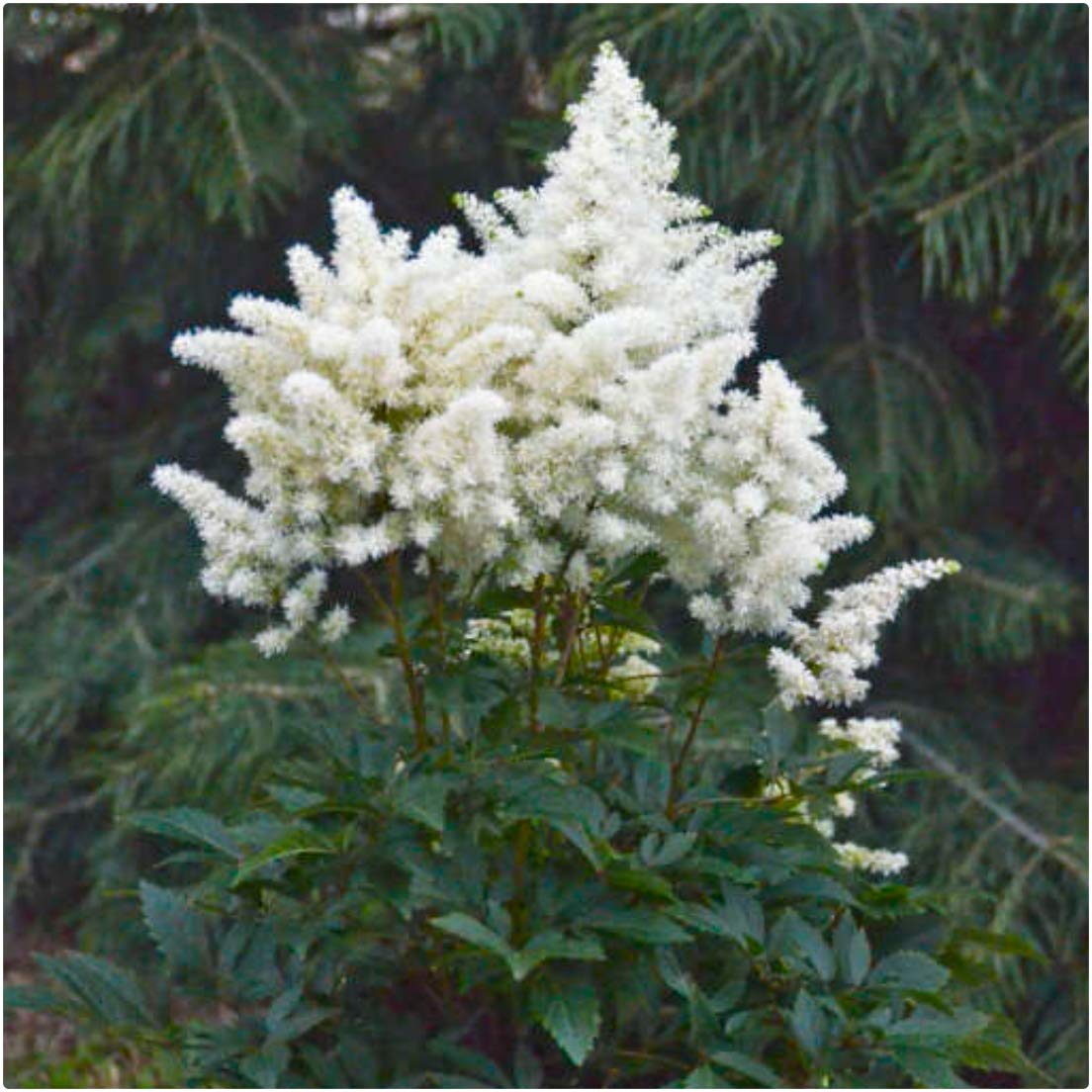 Growtanical White Astilbe Japonica 'Deutschland' X 3 Bare Root Plants