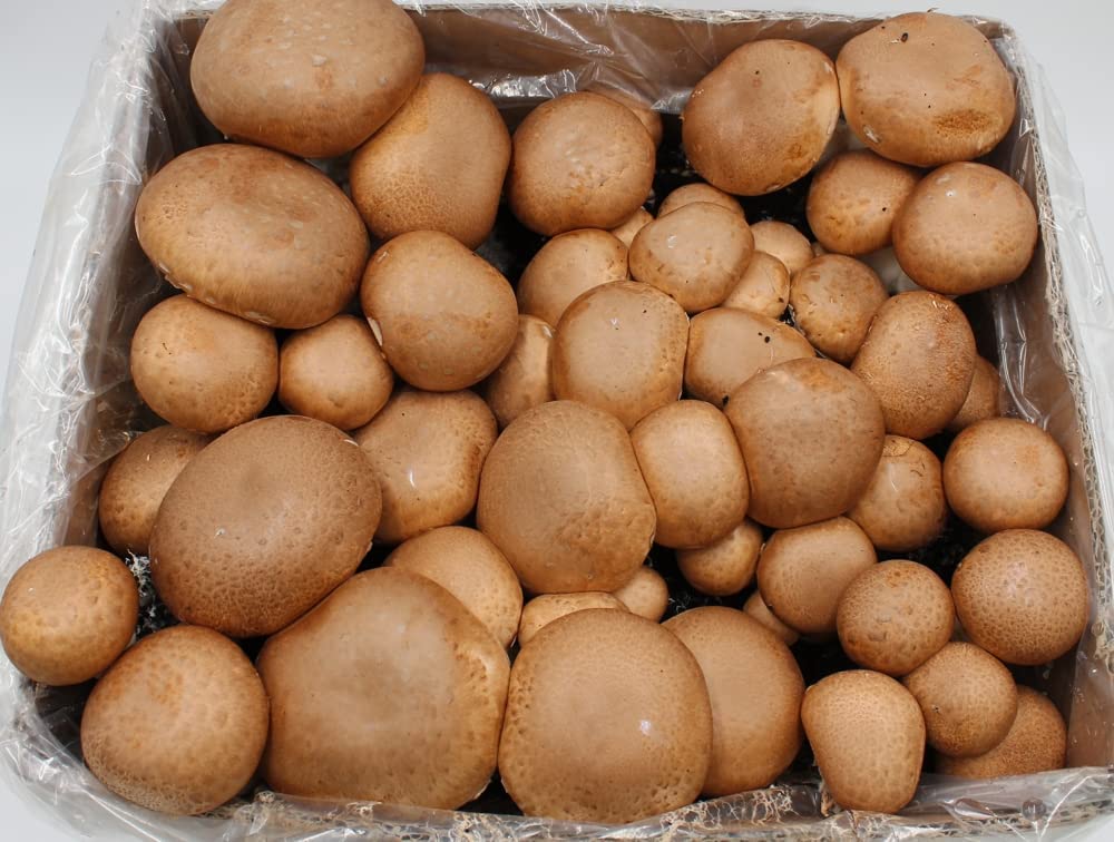 BIO Champignon Komplettset 1x Steinchampignon + 1x Champignon - Pilze selber züchten