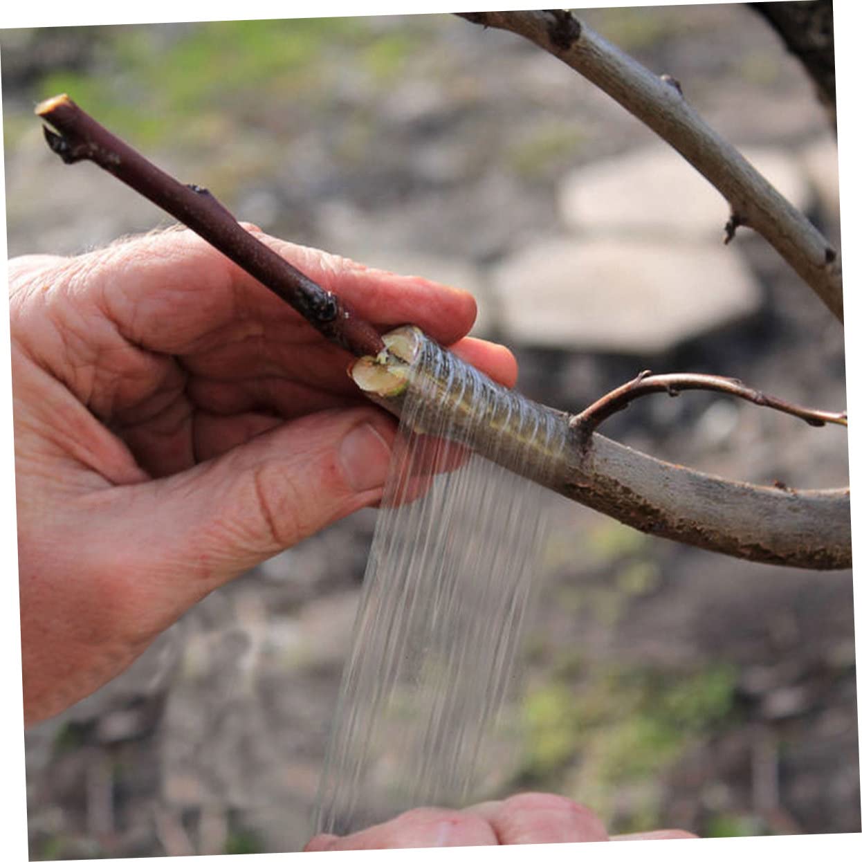 ibasenice 4rollen Floristenband Grün Selbstklebend Breit Flexibel Für Veredelung Und Pfropfen Von Obstbäumen Und Pflanzen