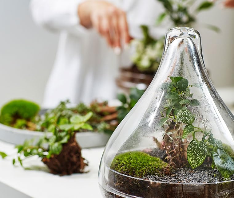 Kit terrarium DIY Jungle Drop Small H15cm pour écosystème autonome