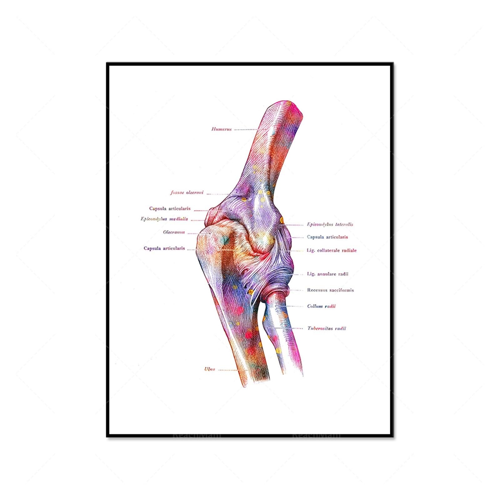 Póster De Anatomía Corporal, Impresión Articulación Del Codo, Escápula, Arte Médico, Estructura Ósea, Decoración Clínica, Regalo Ortopédico, 1 Ud(8,50x70cm Canvas)