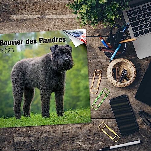 Bouvier Des Flandres Züchter Und Welpen In Berlin