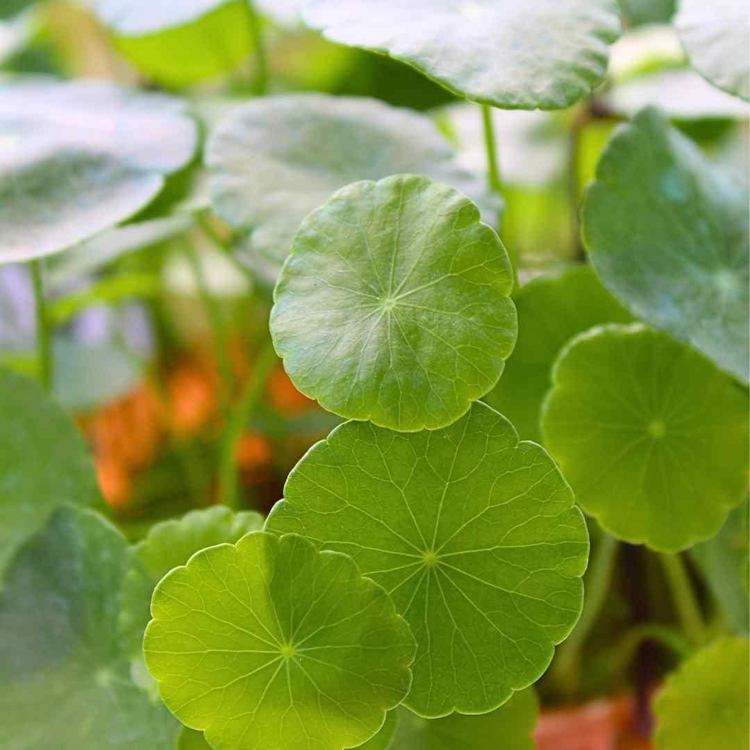 Live Coin Plant (Pilea peperomioides/Chinese Money Plant) Decor Setup - Vastu Compliant Oxygen Booster Perfect for Shaded Balcony Racks & Counters (1 Live Healthy Plant With Extra Vine)-image-10