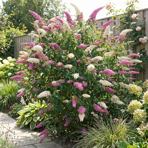 Bloomique - Lot de 2 - Buddleja Davidii Duo Rose et Blanc - Arbre aux papillons - Plantes jardin - Rustique - Hauteur 30-40 cm - Pot 17 cm