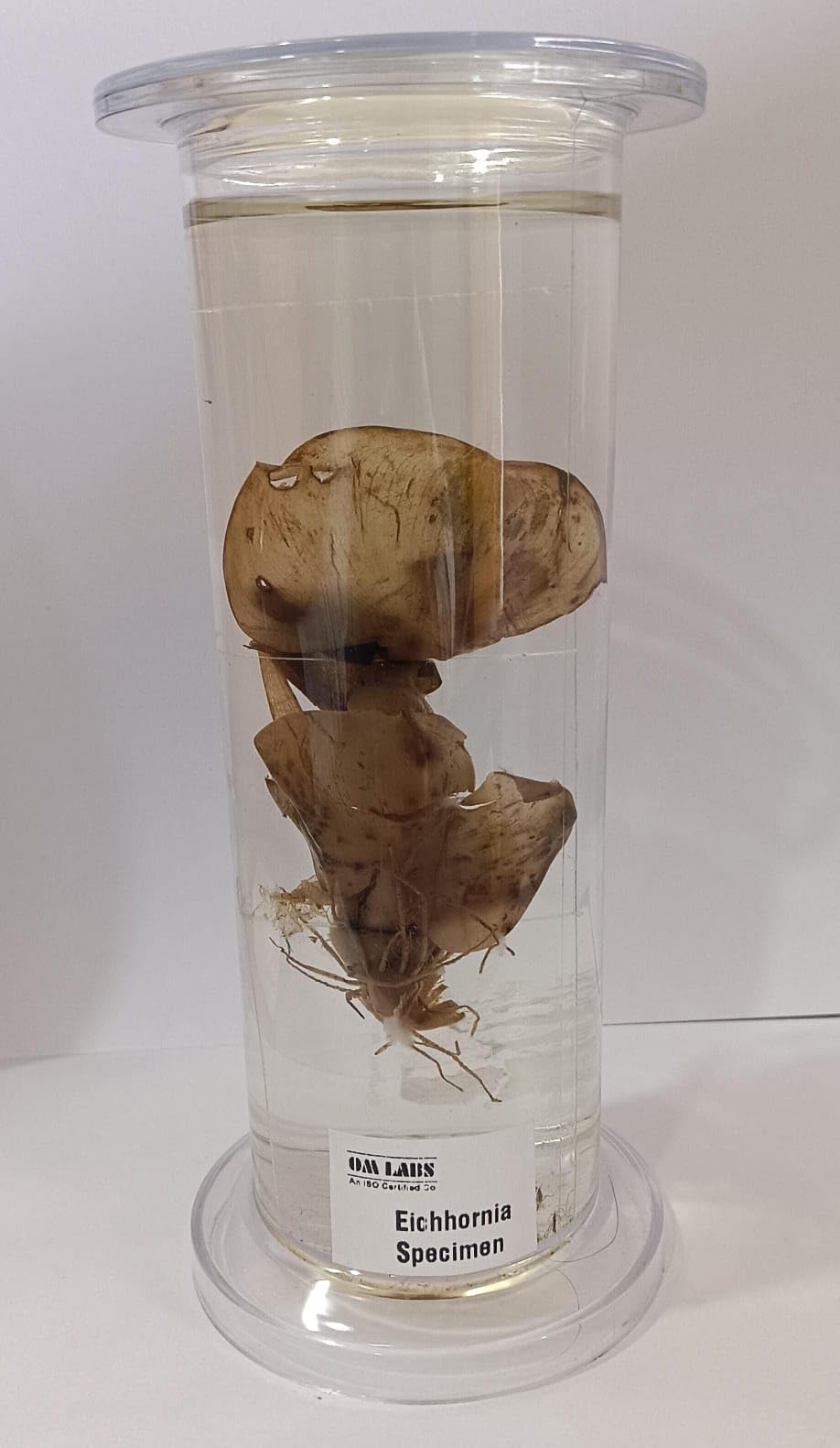 Eichhornia Specimen (Botany Specimen) Brand OM Labs-image-31