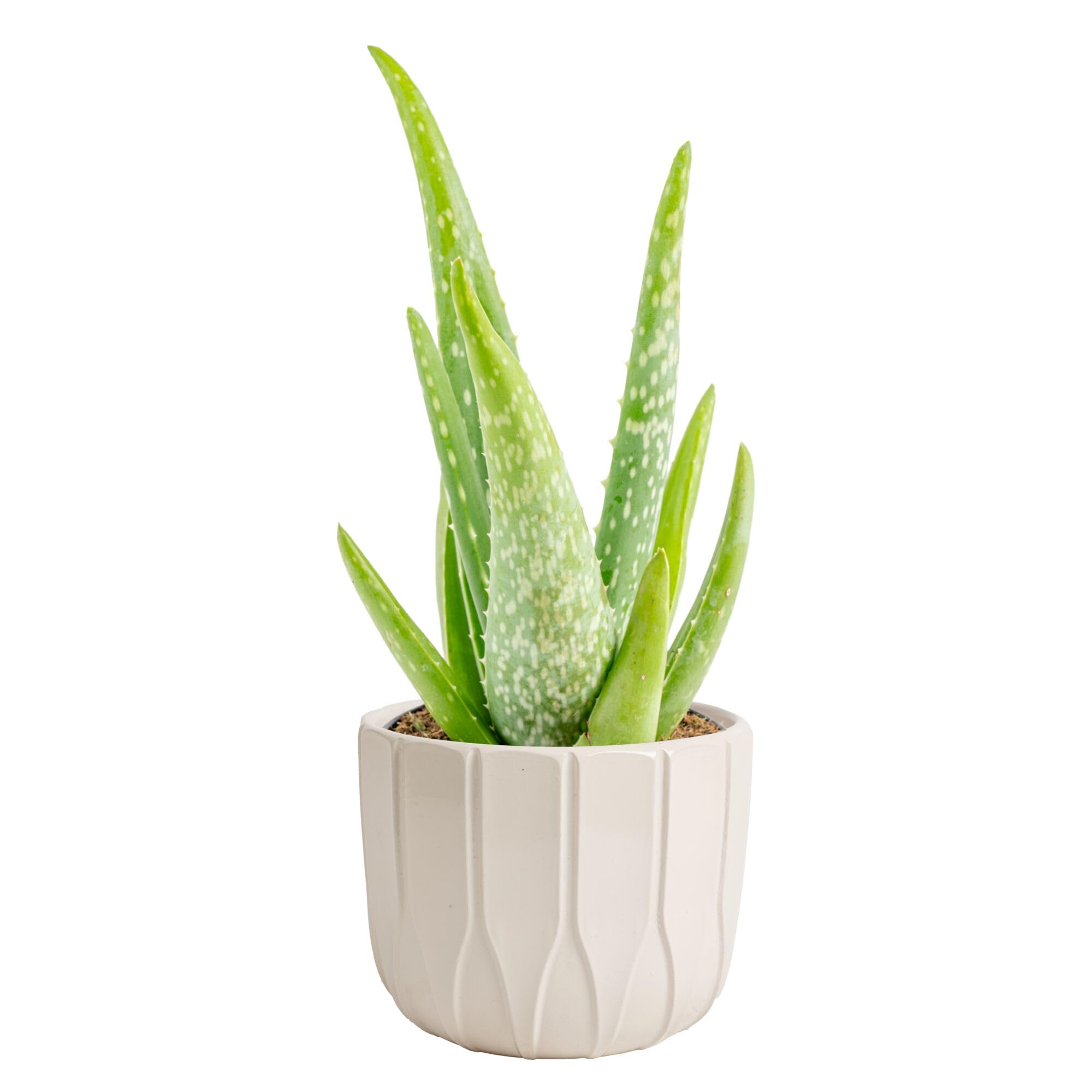 white aloe vera plant Aloe Vera