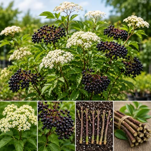 Live Elderberry Cuttings for Planting | Hardy Sambucus Berry Bush Cuttings | Fast Growing Edible & Pollinator-Friendly Shrubs | Easy to Root Elderberry Propagation Sticks (5 Cuttings)