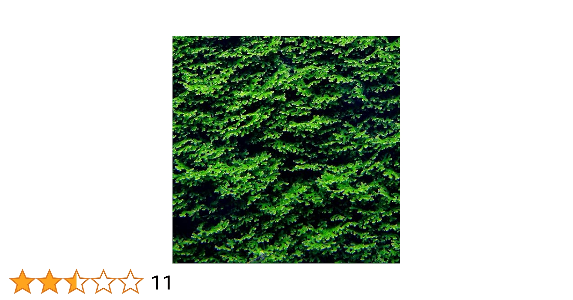 Amazon.co.jp: （水草）極 プレミアムグリーンモス（水中葉