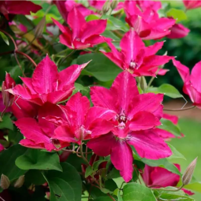 Clematis Vine Plants Live in Pot 8 Months Old Seedlings Climbing Flowering Outdoor Trellis Fences Cold Hardy (Pink Clematis)