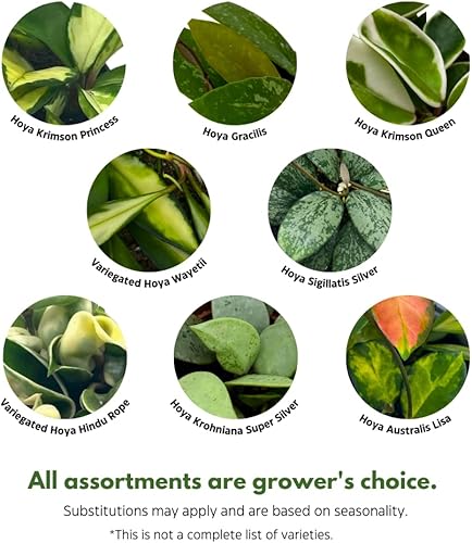 Miniatura 3 de BubbleBlooms Juego surtido de Hoya de alta calidad, 5 Hoyas de primera calidad diferentes en macetas de 4 pulgadas