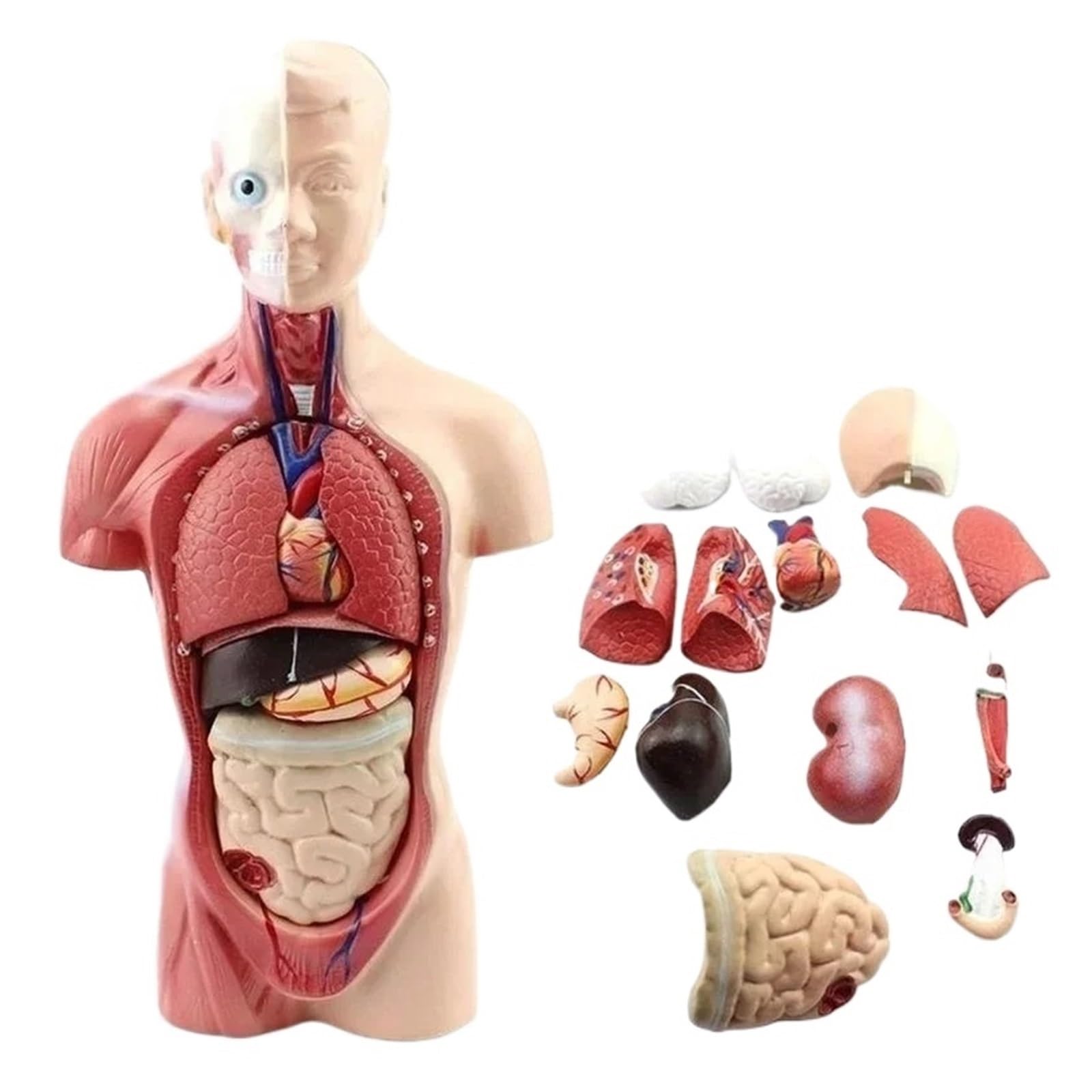 GTHTUHFD 28Cm Human Torso Body Model Anatomy Heart Brain Skeleton Medical Internal Organs Teaching Learning Supplies