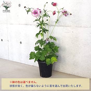 ノ·アルフレ　ラナンキュラス ラナンキュラス ラックスシリーズ 『ウラノス』 | すべての商品