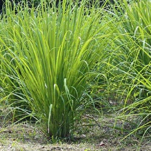 See full amazon price history chart for BALAJI TRADING COMPANY Premium Lemon Grass Seeds | Hybrid | Organic Seeds for Home & Terrace Gardening BALAJI TRADING COMPANY Premium Lemon Grass Seeds | Hybrid | Organic Seeds for Home & Terrace Gardening (B0BDXQR54T) Amazon Price History, Amazon Price Tracker