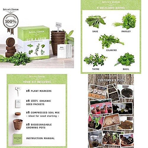 Grow 5 Herbs Seed Organic Garden Nature’s Indoor Outdoor Gardening Best Gift New