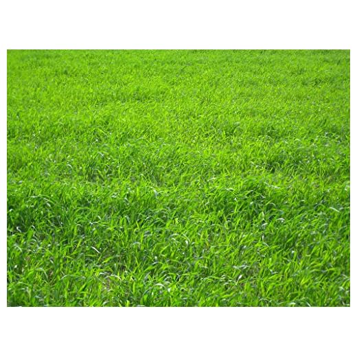 Nature's Seed TURF-LOPE-2000-F Perennial Ryegrass Seed Blend, 2000 sq'