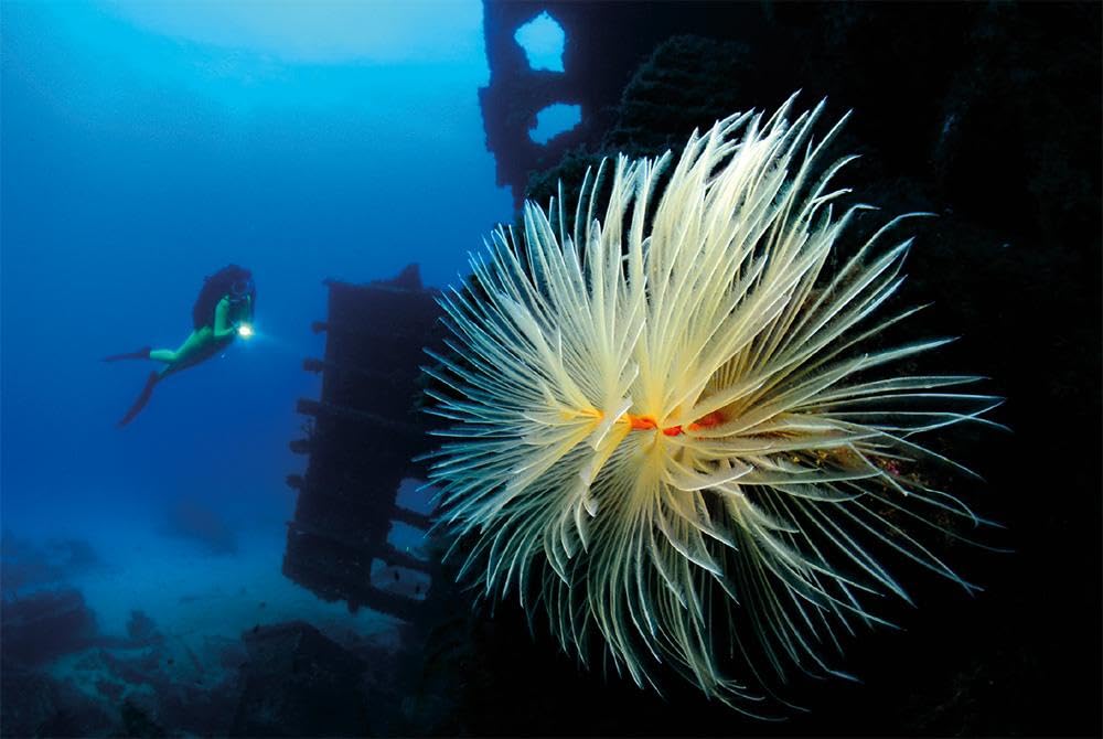 Scatti sommersi. I maestri della fotosub italiana. Ediz. a colori. Michele Davino (Vol. 8)
