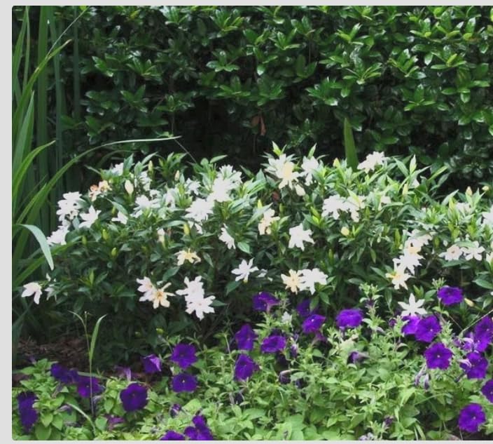 Gardenia ‘Frostproof’ Live Plants (3 Pack) – Cold Hardy Fragrant Evergreen Shrub – Large Double White Flowers – Easy Gardenia for Garden or Patio – 3 Inch Pots