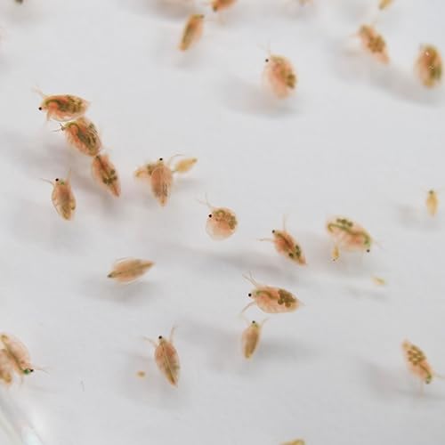 Miniatura 2 de Aquatic Arts Live Daphnia Magna 200PK, Daphnia Fish Food, Daphnia Live Freshwater Crustaceans Plancton para acuario de agua dulce, Daphnia para