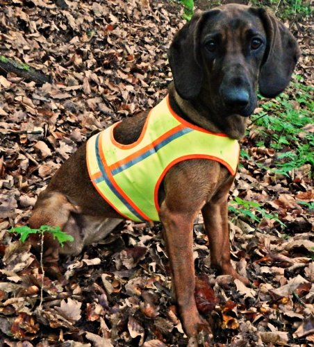 Reflektorweste für Hunde, Hunde-Warnweste AKAH Größe 4 für große Vorstehhunde Gelb