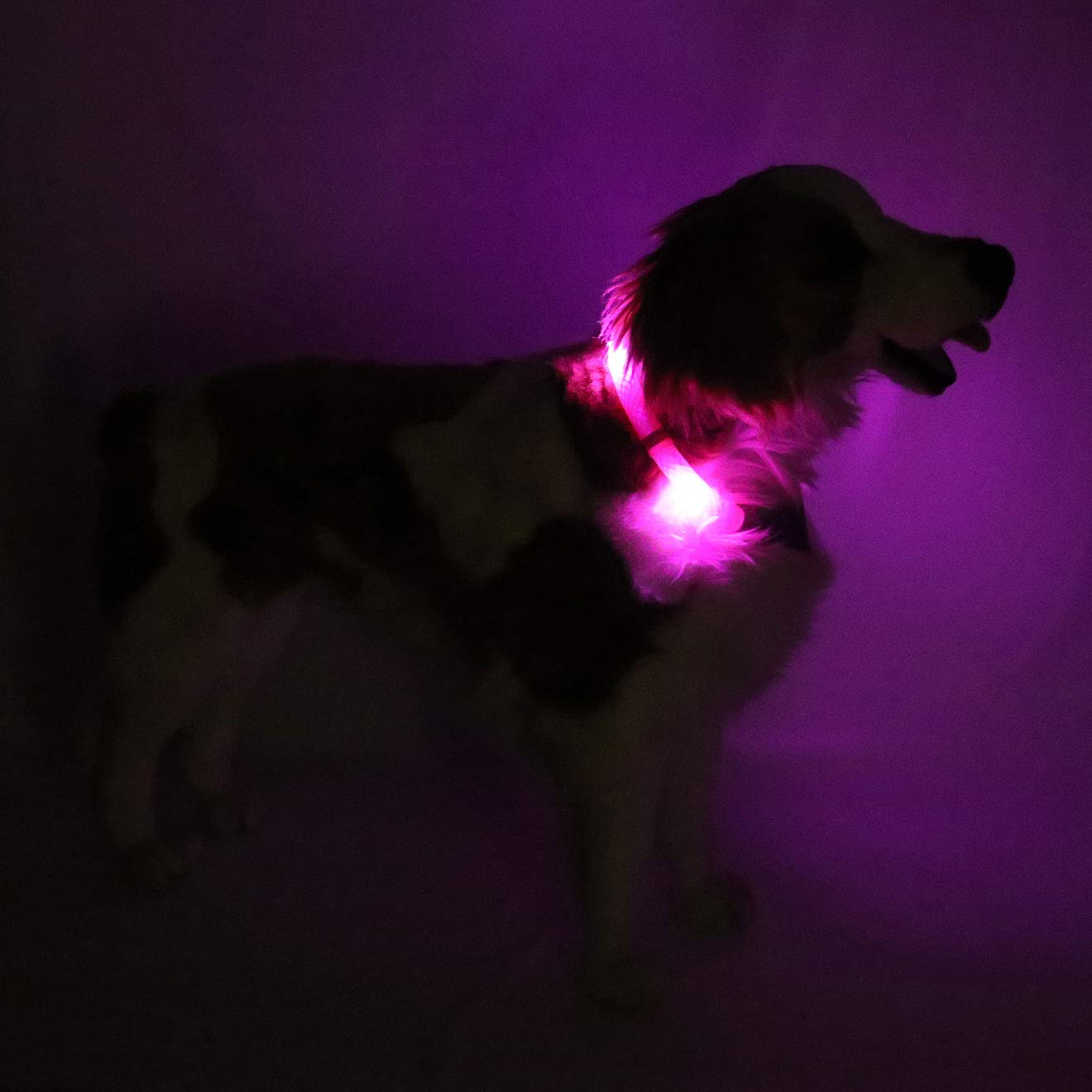 LEUCHTIE® Collier Lumineux Plus Rose Vif Taille 70 I Collier LED pour Chiens I Temps d'éclairage de 100 h I imperméable I très Lumineux