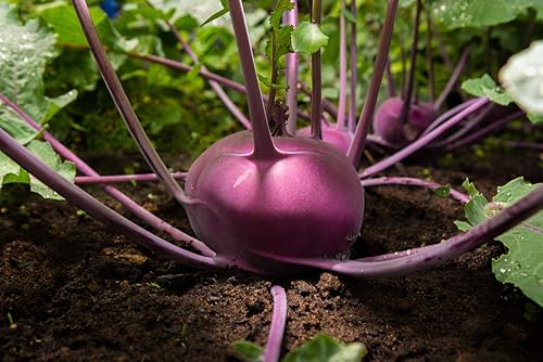 Miniatura 4 de Semillas de colinabo de Viena púrpura, más de 300 semillas de reliquia por paquete, semillas de jardín de Isla (semillas de jardín de Isla),