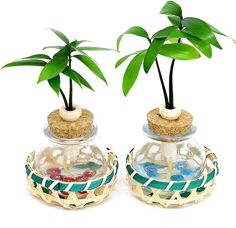 Amazon セラハイト 良縁を結ぶ御神木 梛 ナギ の木 と タマビン 籐籠 ２個セット 緑籠 土なし 清潔 水やり簡単 ミニチュア観葉植物 セラハイト 観葉植物 オンライン通販