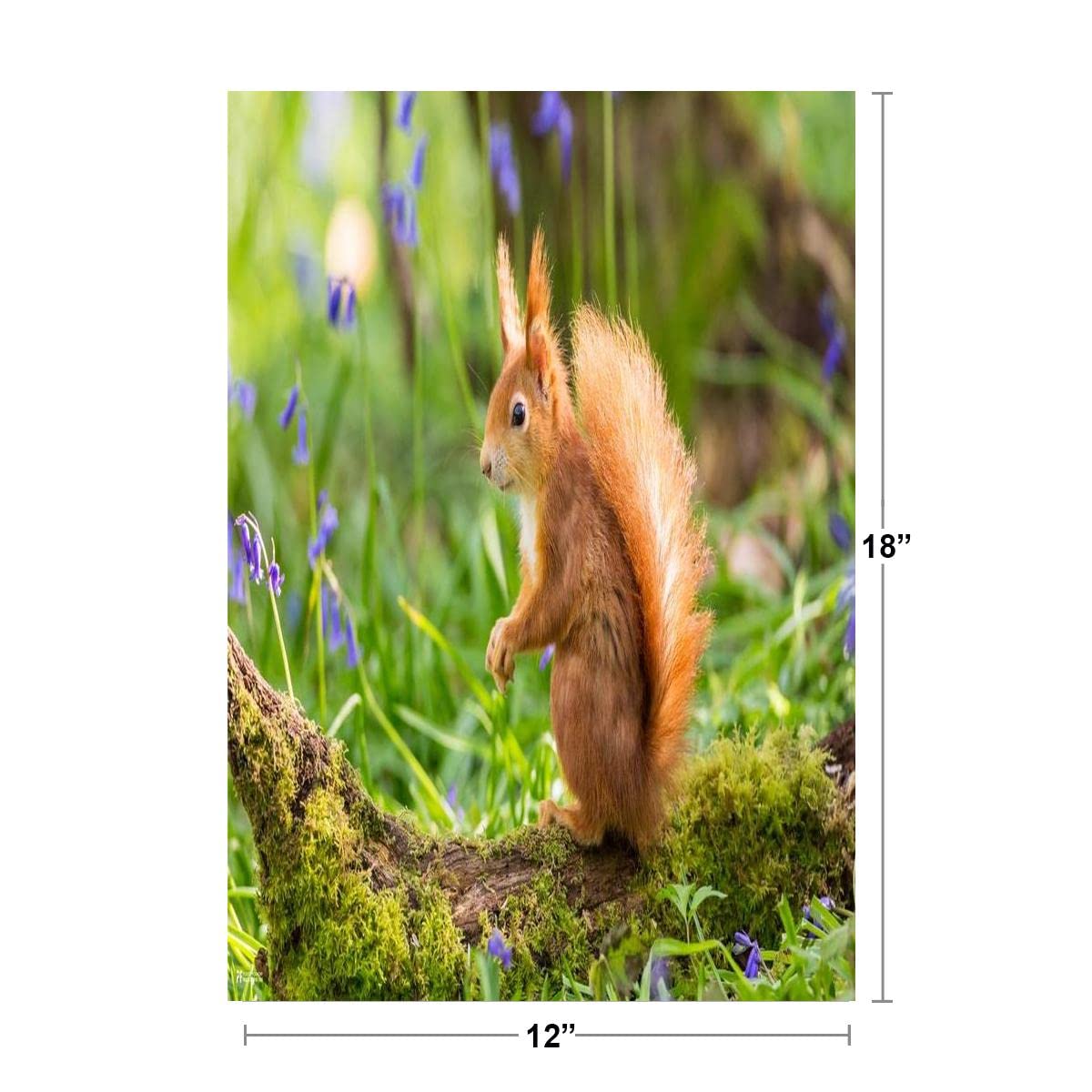 Amazon.com: Red Squirrel Cute Animal Kids Room Decor Home Decor