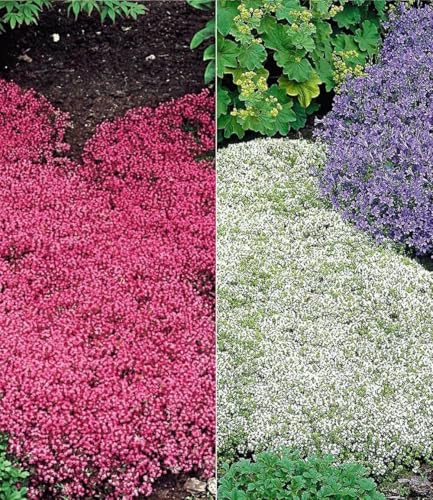 BALDUR Garten 6er Winterharter Bodendecker-Thymian Kollektion rot und weiß, Pflanzen im 9x9 cm-Topf, Thymus, Polsterthymian, Thymian Pflanzen, winterharte Stauden, trockenresistent, bienenfreundlich