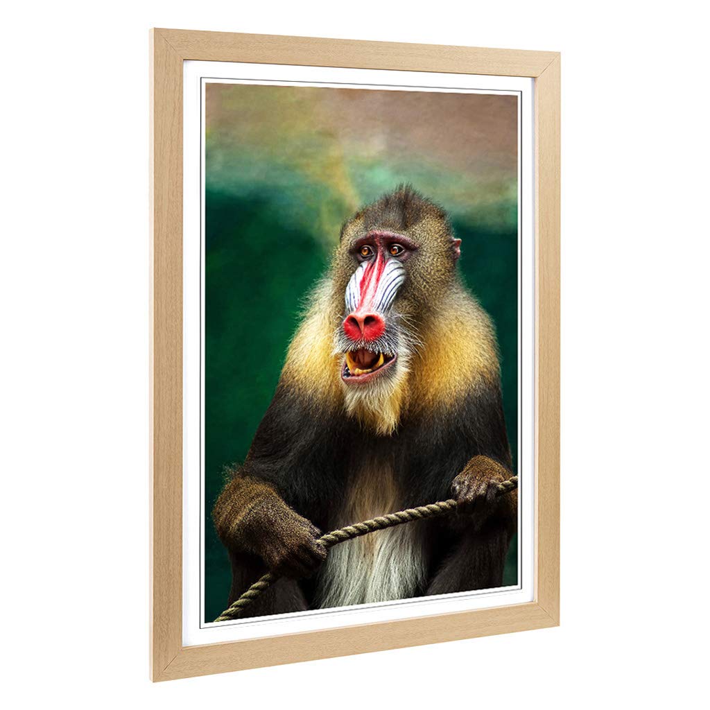 Big Box Art Framed Print of Mandrill Baboon Monkey Design | Wall Art Picture | Home Decor for Kitchen, Living, Dining Room, Bedroom, Hallway, Office, Oak, A2 / 24.5x18 Inch / 62x45cm