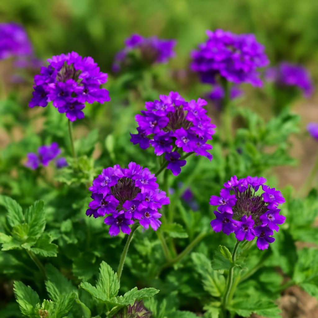 Amazon.com : Perennial Farm Verbena x 'Homestead Purple' – Live