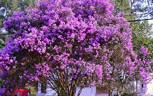 Catawba Crape Myrtle - Purple Flowering Tree - Live Plant Shipped 1 to 2 Feet Tall by DAS Farms
