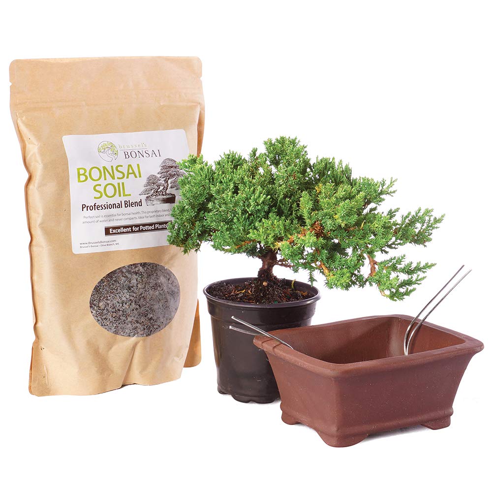 Brussel's Bonsai - Small Juniper Live Bonsai Tree, Potted Outdoor Plant