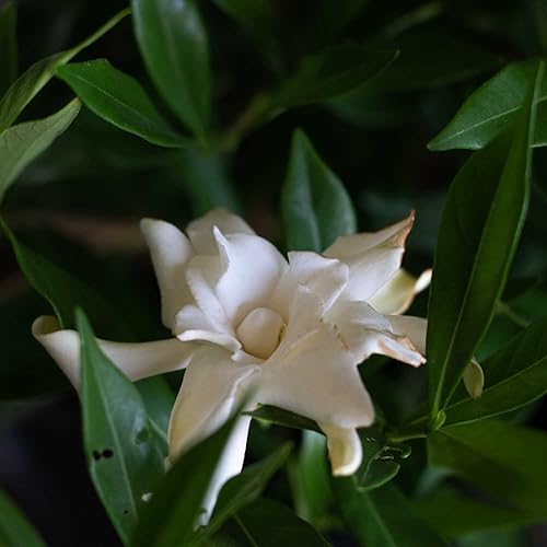 Miniatura 3 de Gardenia a prueba de heladas (2.5 galones) arbusto de hoja perenne con follaje verde brillante y flores fragantes blancas - Planta de exterior viva