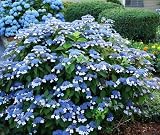 Blue Bird Lacecap Hydrangea - Live Plant - (1 QT)