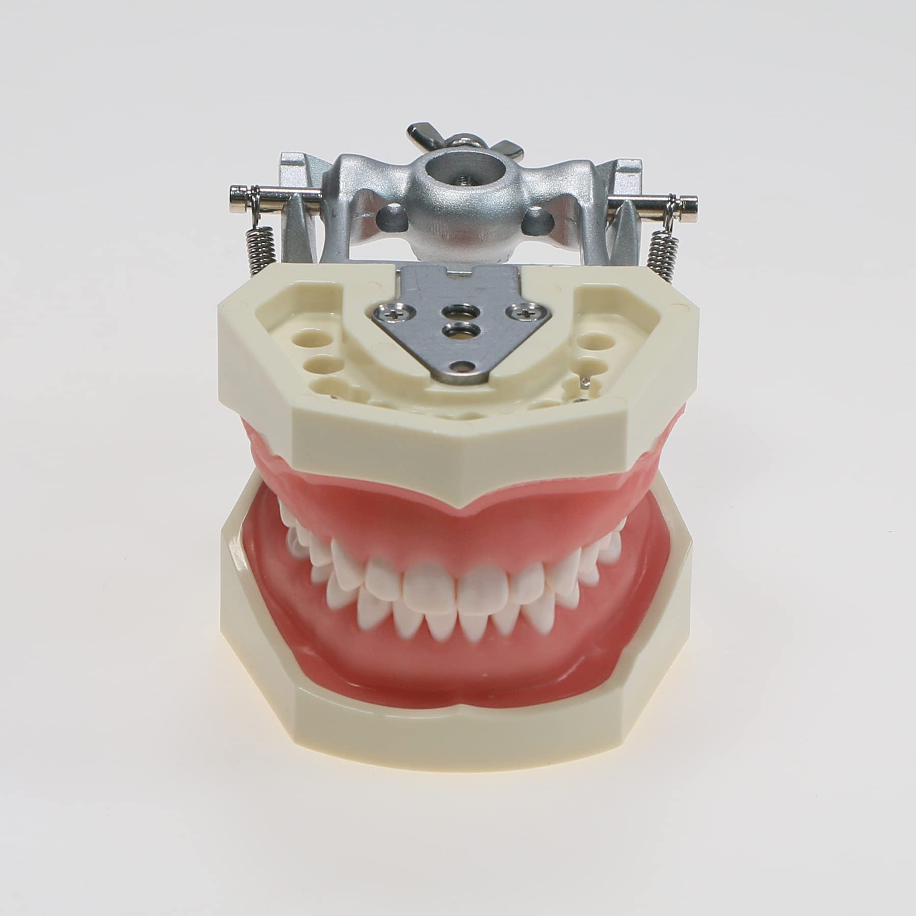 Amazon.com: Dental Typodont Model Kilgore Nissin 200 類型可拆卸28