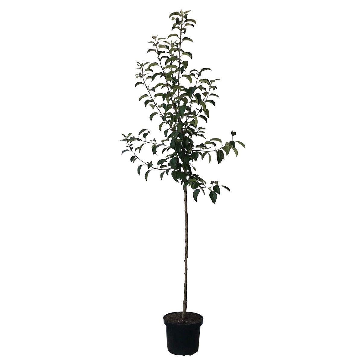 Apfelbaum Prinz Albrecht von Preußen, historische Sorte Halbstamm 150-170 cm 10 Liter Topf Unterlage M7