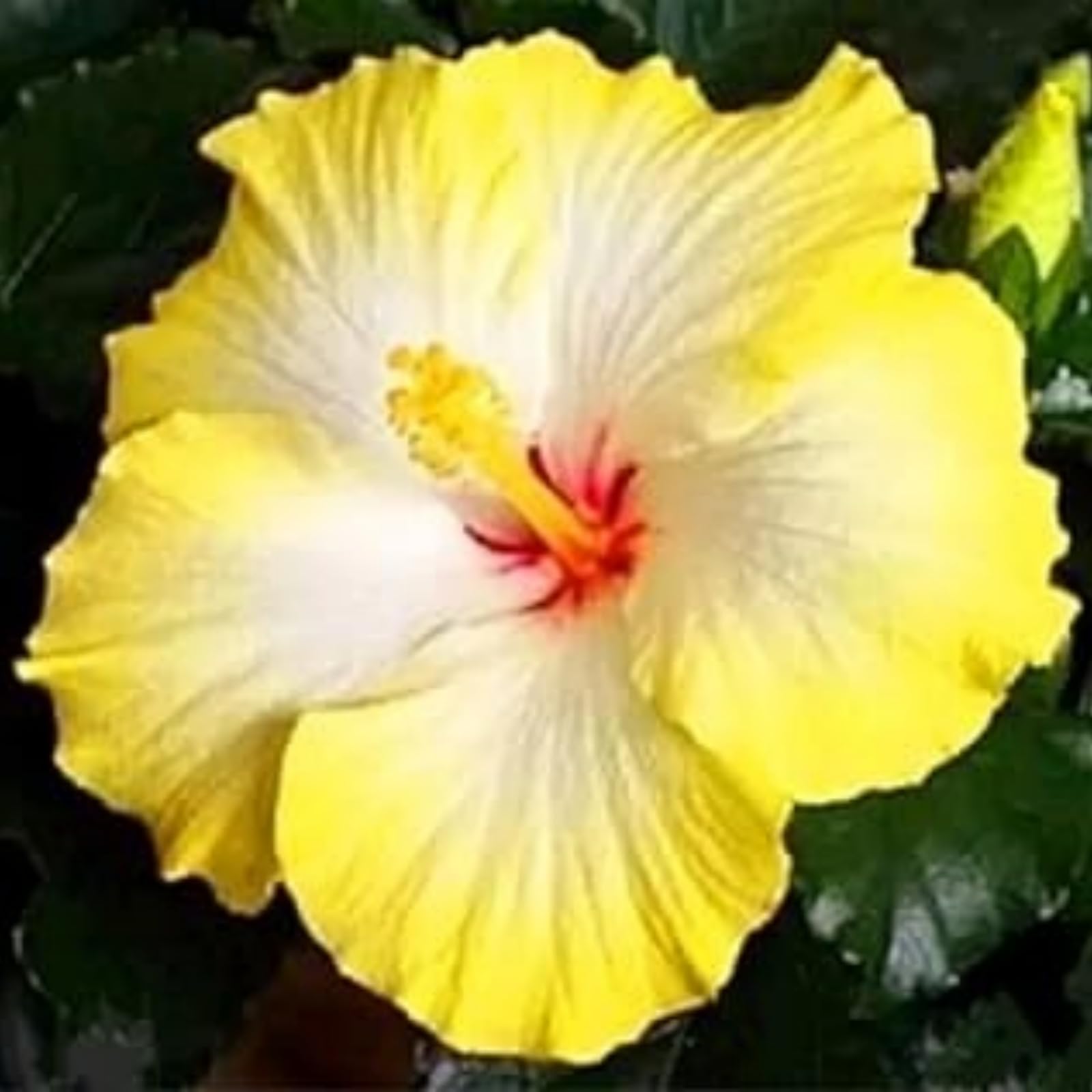 Hibiscus Rose Bulbs for UK,Potted-Plants-Rhizome,Hibiscus Plants for Garden,Excellent Display-1 Bulb-H