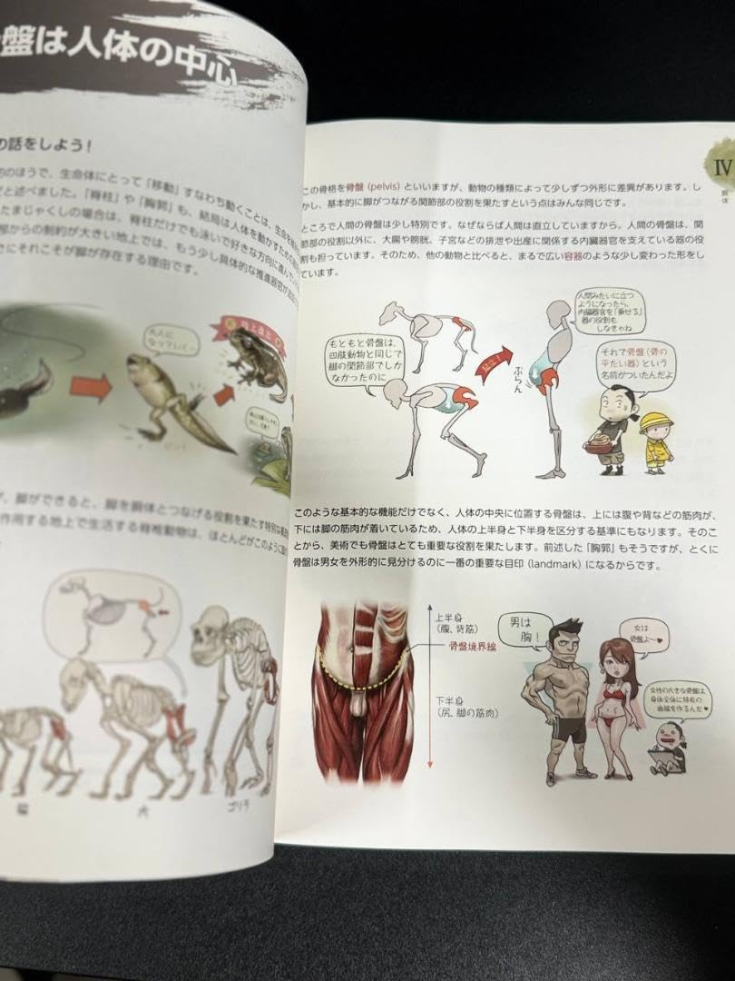Amazon.co.jp: ソッカの美術解剖学ノート : おもちゃ