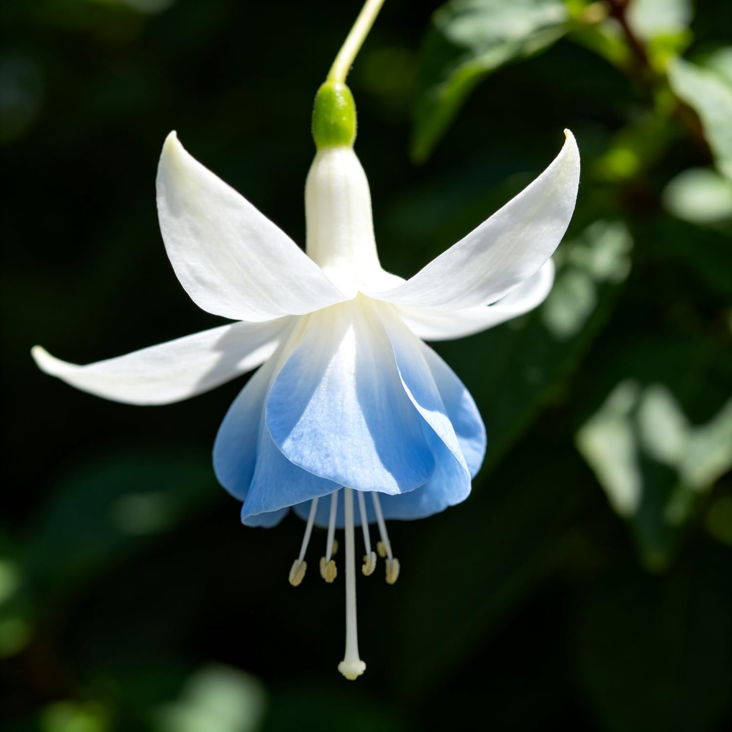 Fuchsia Seeds-Hardy Perennial， Excellent Display Indoor，Balcony，Garden