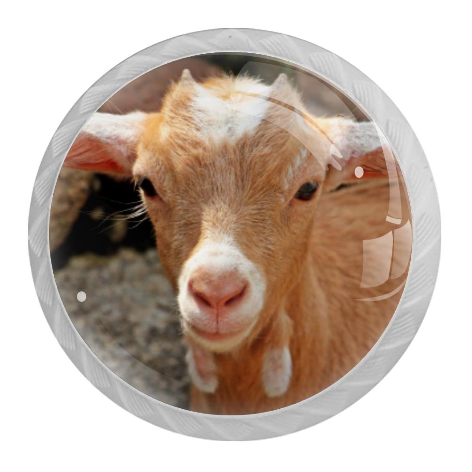 Tqmspg Multi Sheep
