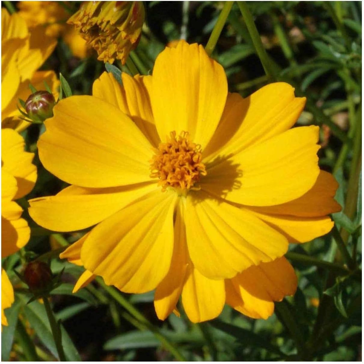 Everwilde Farms - 1 Lb Tall Yellow Cosmos Wildflower Seeds - Gold Vault