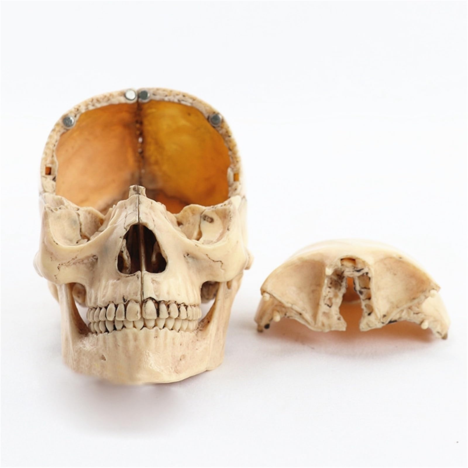 Modelo anatómico de calavera desmontado 1:2, modelo de enseñanza de esqueleto de anatomía desmontable de 15 partes
