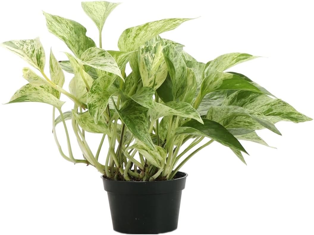 Live Marble Queen Pothos Plant, Epipremnum Aureum, Devil's Ivy, Live Indoor Plant, 4" Diameter Pot