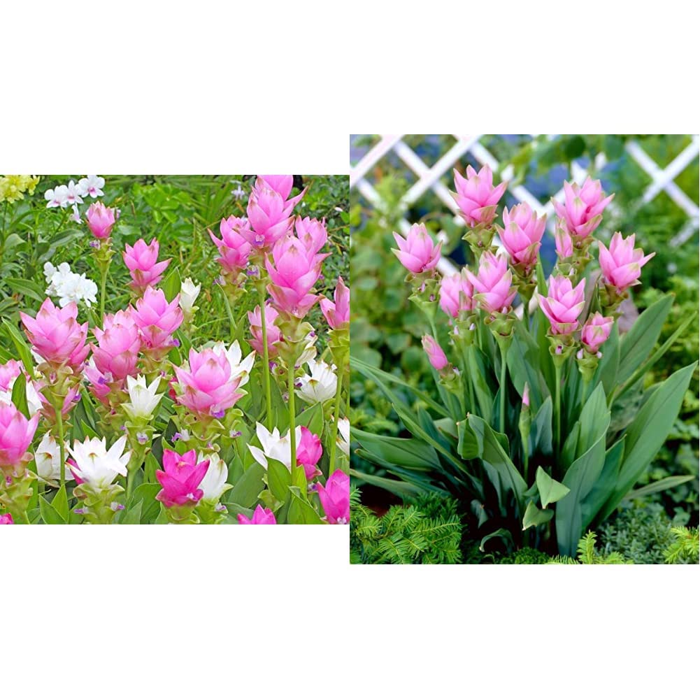 LIVE GREEN Flower Bulbs | Curcuma Flower Bulbs for Summer Multi-Color - Pack of 5 Bulbs, (LIVE-BULB01) & Sweet Fragrance Flower Curcuma Bulbs Pink For Summer Season - Pack of 5 Bulbs, (LG20) (B0BB6DPLKD) Amazon Price History, Amazon Price Tracker