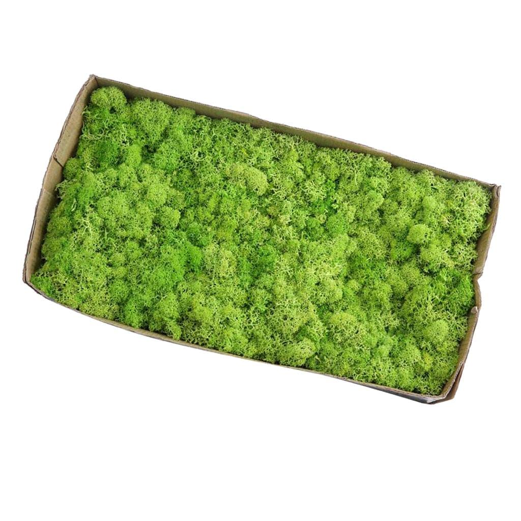 Seco Natural Tratado con para Manualidades Y Decoración Floral DIY, Fruta Verde, Individual