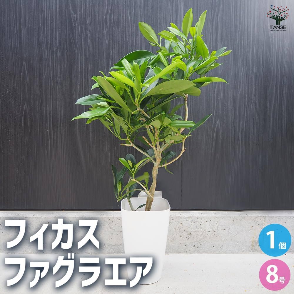 61vFjSSnfDL._AC_UF1000,