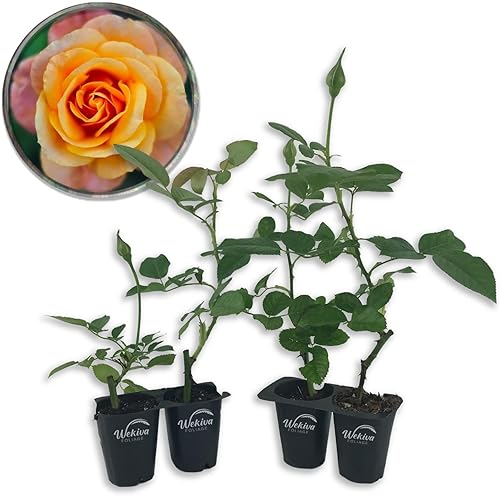Magic Lantern Rose Bush - 4 plantas de inicio vivas, versátil y hermosa rosa Grandiflora añade color y fragancia a cualquier jardín