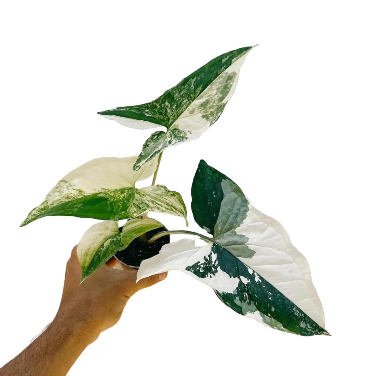 ashokavanam Syngonium Albo Podophyllum Variegatum - Rare Variegated Arrowhead Plant | Live Houseplant | Beautiful White & Green Foliage | Easy Indoor Care-picture-11
